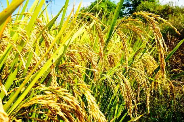 描写秋天农作物景色优美句子描写秋天景色优美句子诗句