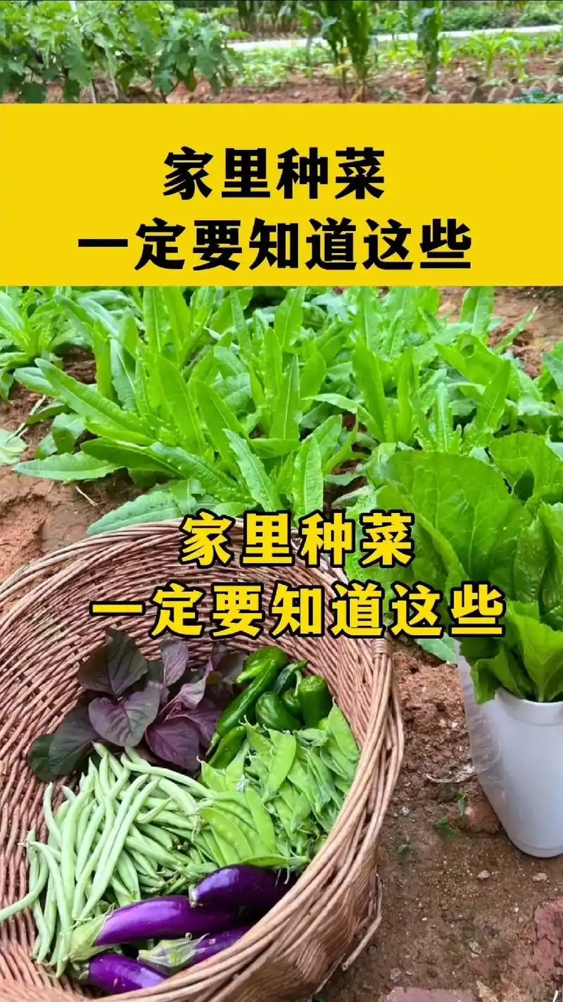 种菜小技巧.#抖音图文来了 #知识分享 #种菜小技巧 @do - 抖音