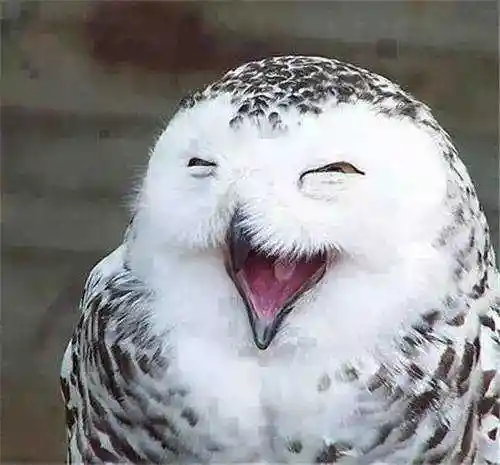 搞笑公众号 爱上八角台 > 正文 不开心?