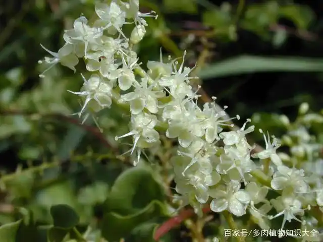 既是又是观赏植物,又是一味中药,神奇的藤三七