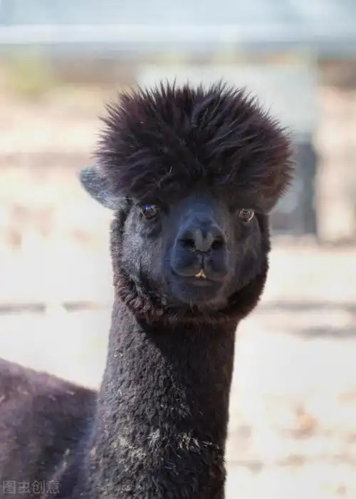 线上游秘鲁:印加圣谷盐矿,马丘比丘遗址,羊驼老家,银矿之国