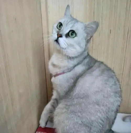 英短猫瘦怎么办?_网易订阅