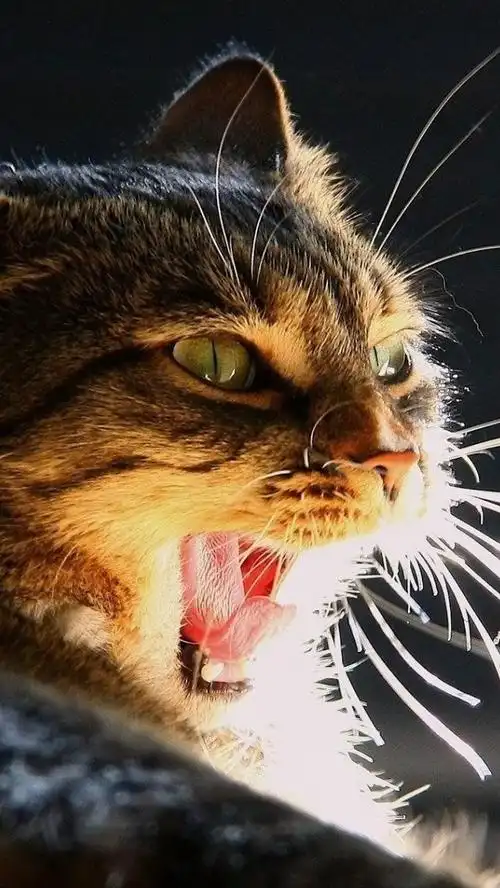 微软官方win7主题 南极洲壁纸 可爱小白鼠宽屏壁纸 微软官方win8主题