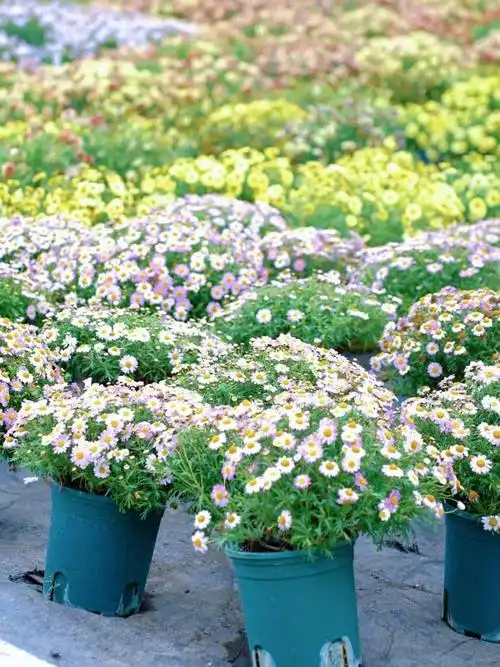 "前店后厂",温江创新花卉园艺消费新场景→_澎湃号·政务_澎湃新闻