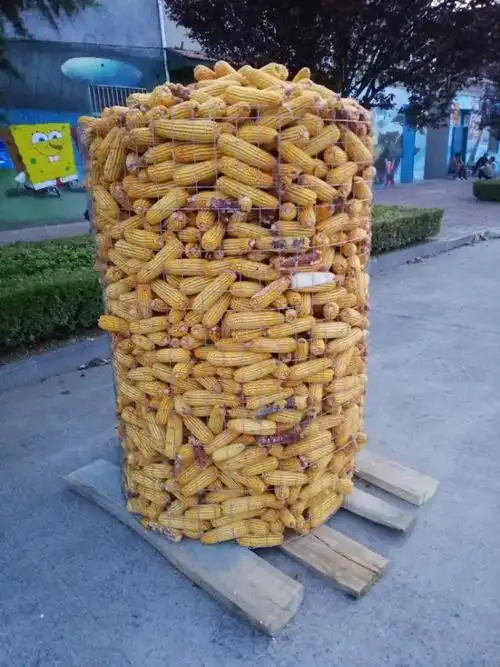 装笼的玉米