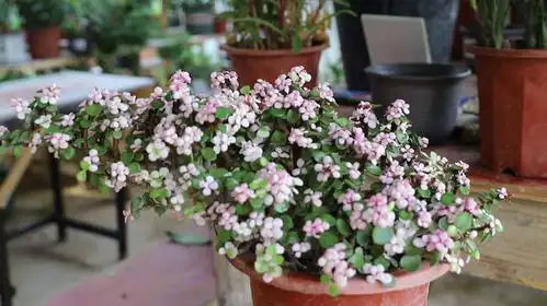 金枝玉叶怎么养