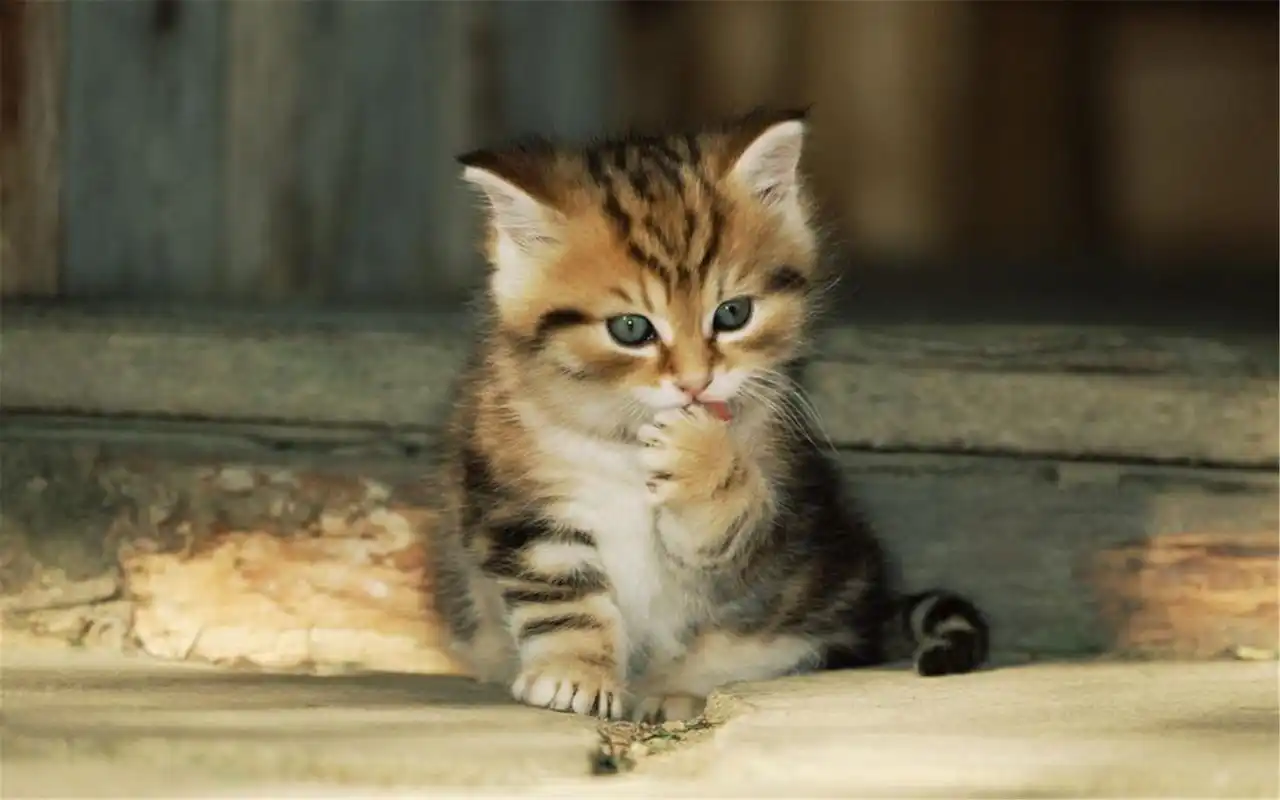 猫和狗也是可以和平共处的呢!这套可爱的萌宠喵星人小猫图