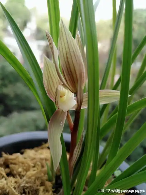 春剑——麻壳素-以兰会友-中国兰花交易网社区