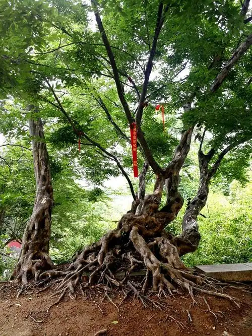 的稀有濒危单种属,零星分布于中国部分省区,别名有青檀,檀,翼朴,檀树