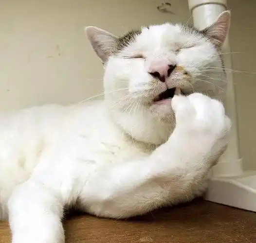 新一批的丑猫图片,必须分享,不能我一个人笑