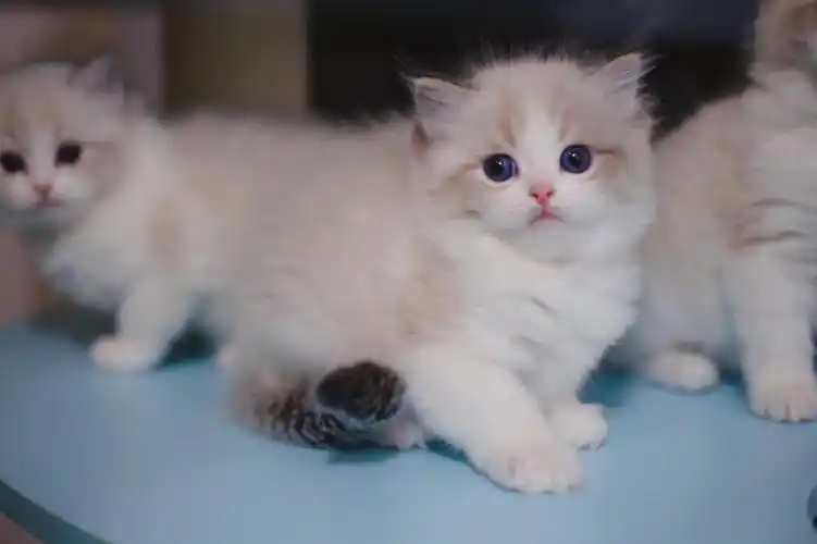 海山双布偶猫蓝山双布偶猫海双布偶猫#布偶猫  #布偶猫幼崽  #蹲家长