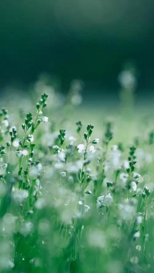 高清手机壁纸 花系列 第二期