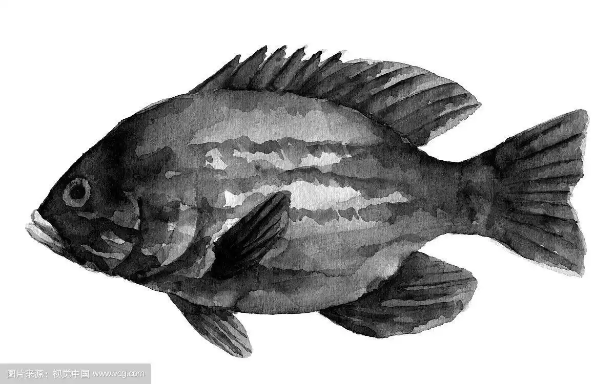 手绘黑白风格科普百科鱼类之黑鲷鱼