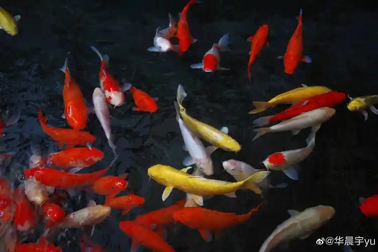 虎年如何开运一起转发华晨宇拍的锦鲤吧