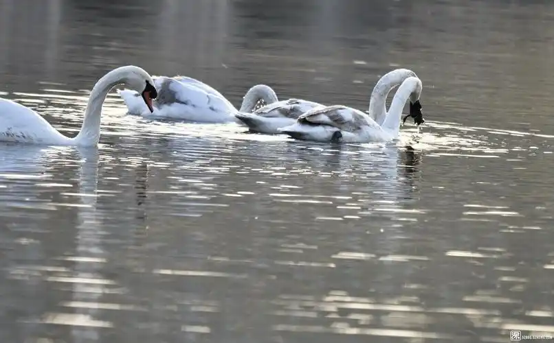 根据摄影作品编撰天鹅与癞蛤蟆的较量