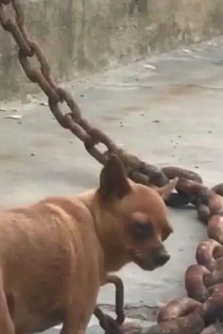 就试问它的主人,他用这样的铁链拴住这条大黄狗有什么用吗?