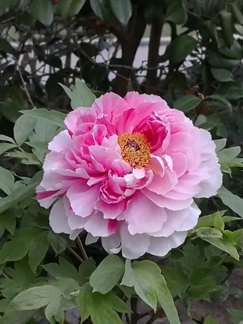 2020年4月,美丽富贵牡丹花