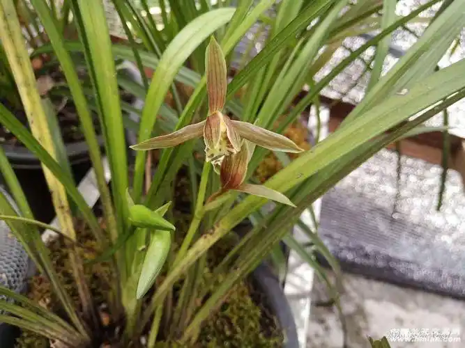 来个新品送春大师们看看如何-送春篇-中国兰花交易网社区