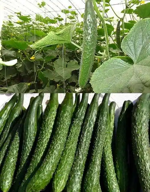 现摘应季新鲜蔬菜湖南农家当季带刺水果黄瓜生吃绿青瓜批发现摘5斤装