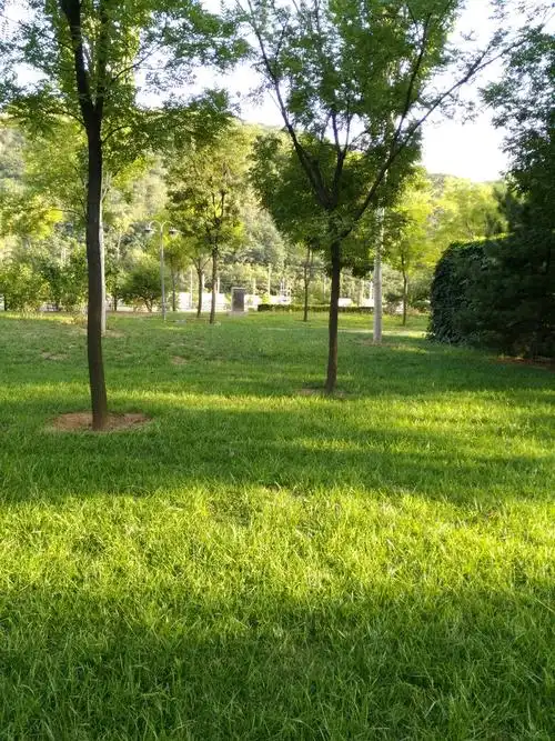 下午的太阳照在小树林里.