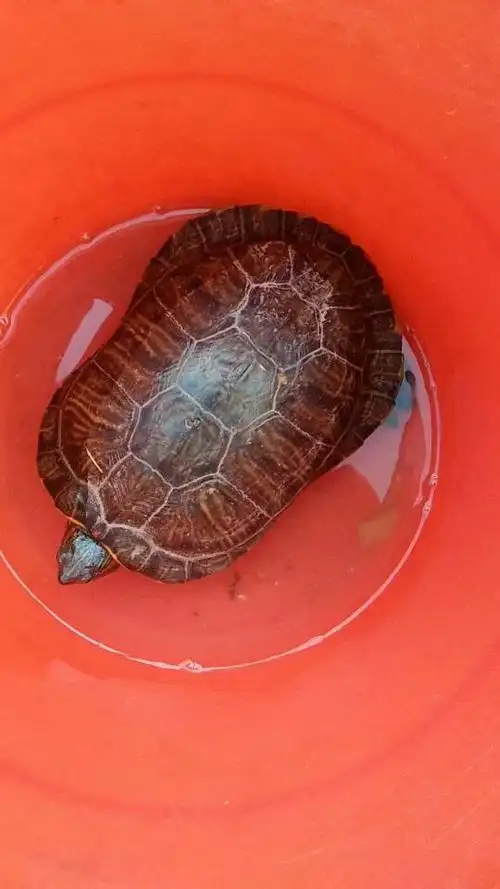 emys reevesii)又名乌龟,金龟,金线龟,墨龟,泥龟,水龟,山龟,臭青龟
