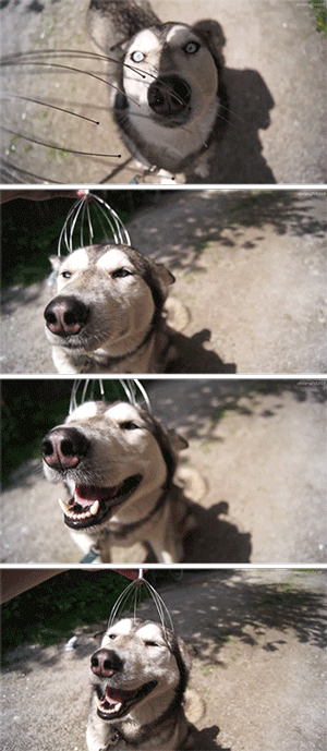 挠头这种东西其实一开始我是拒绝的.哈士奇二货,搞笑gif动态图