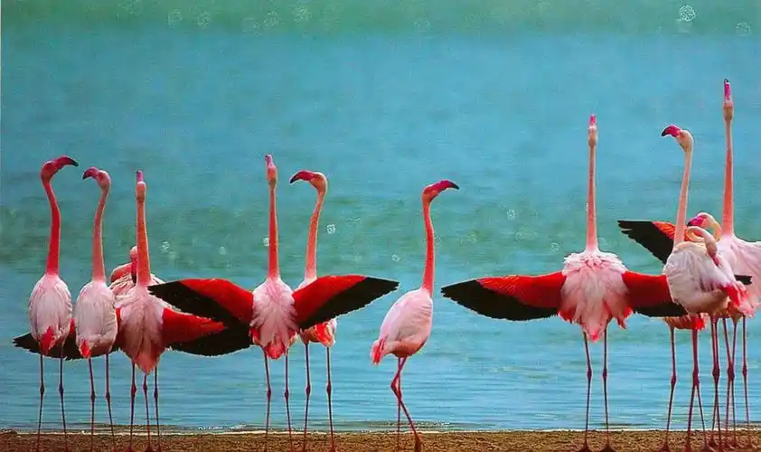 《火烈鸟》类型:水油分离绘画 讲师:丹丹