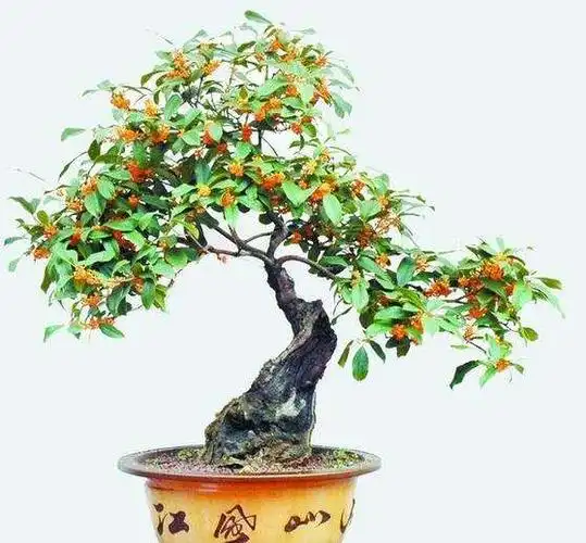 桂花盆景怎样上盆造型的方法