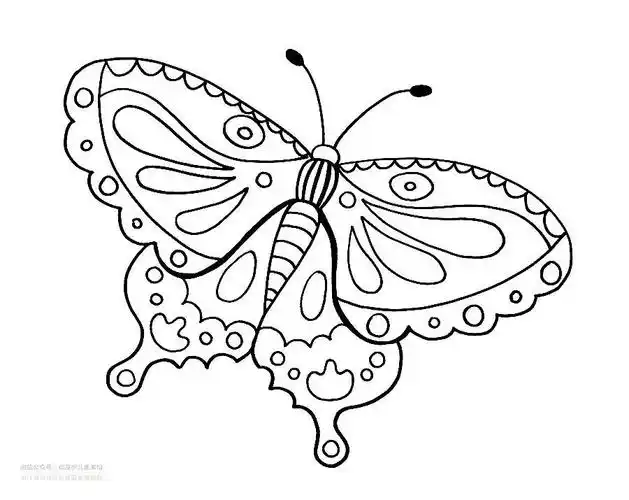 如何用线条画蝴蝶效果(以蝴蝶为主题的线描画)-巧兔教学