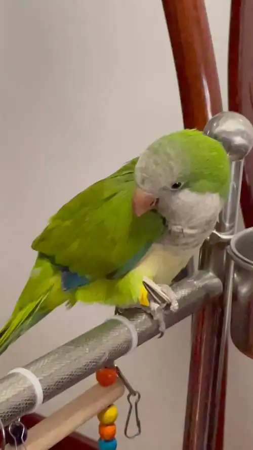 可爱的和尚鹦鹉