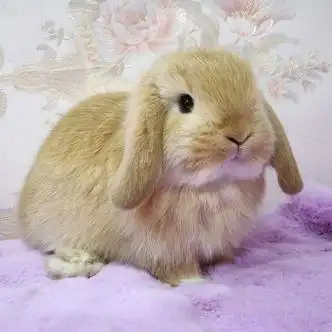 兔茶杯兔可做造型盖脸猫猫兔荷兰侏儒兔小兔子活物幼兔兔宝宝黄色垂耳