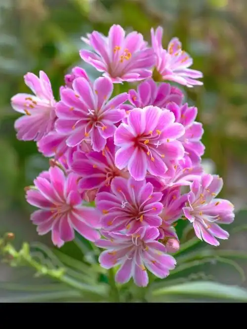 开在童话世界里的花朵露薇花