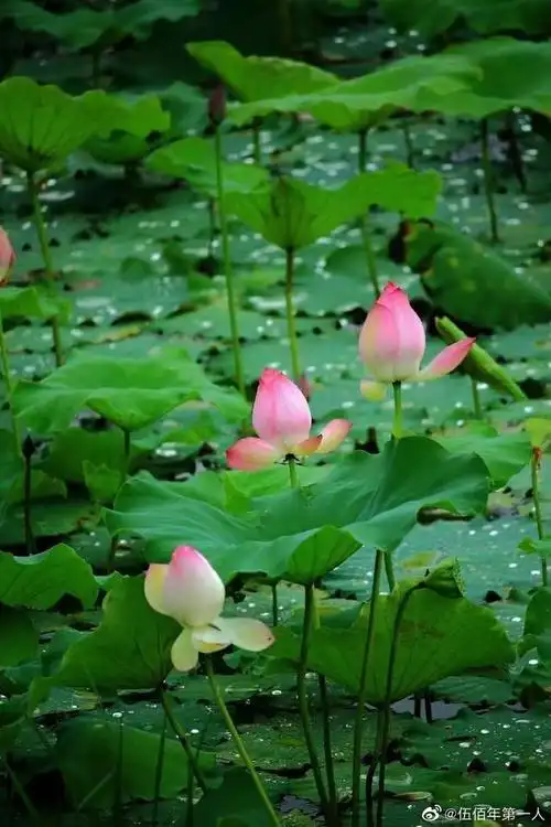 接天莲叶无穷碧,映日荷花别样红|荷花盛开,美在当夏