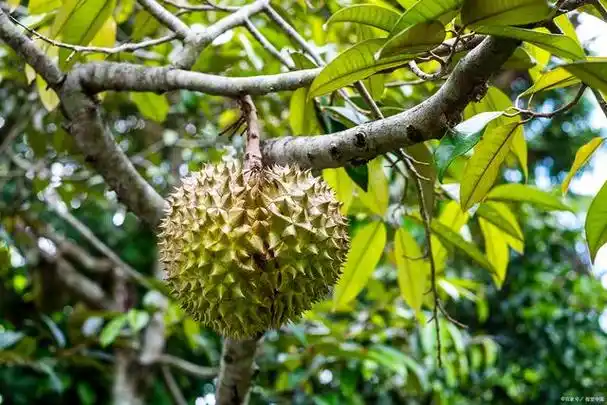 榴莲树长什么样子
