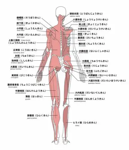 人体肌肉的名称背面英语