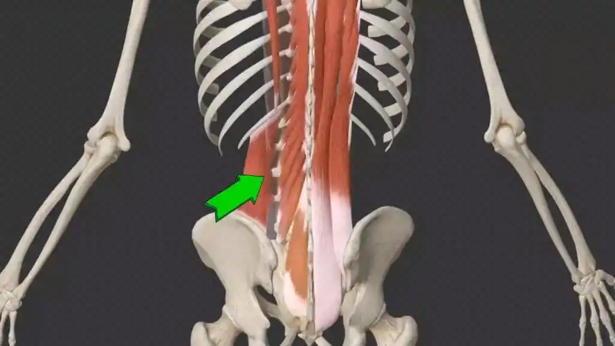 推拿必学!1分钟带你了解腰三横突和周边肌肉的关系