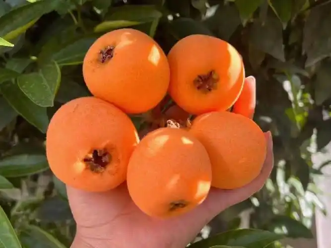 五星枇杷枇杷界的胖子