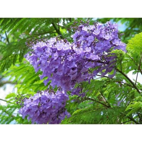 新采蓝花楹种子别名蓝雾树种籽含羞草叶子林木种籽四季可播