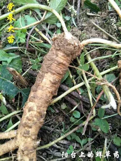 党参阳台盆栽野生黄参中草药爬藤植物四季易活绿植