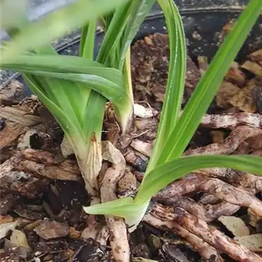 蕙兰水晶中透 - 中国兰花交易网