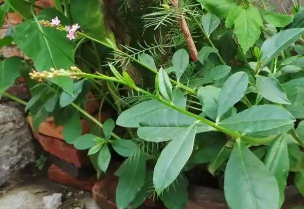 农村植物,假人参,一年四季基本上都能吃,当今价值珍贵