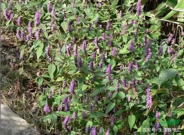 荆芥学名又叫香荆芥或者假苏,是一种多年生草本植物,也是一种常用的
