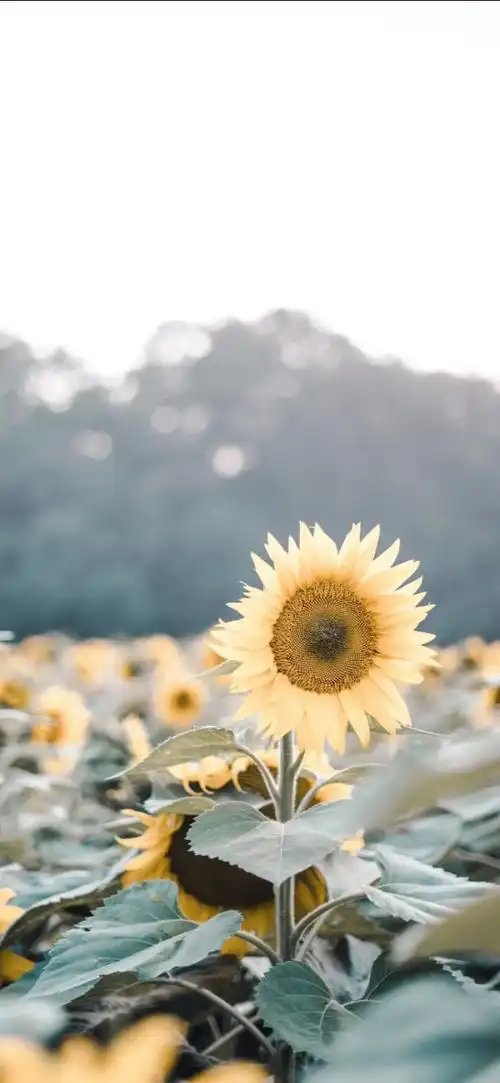 唯美精致的心灵短语,阳光向上,发朋友圈激励自己