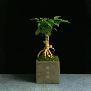 园冶志[陆君子]家居办公桌面盆景观根植物绿宝树苔藓盆栽盆景感觉