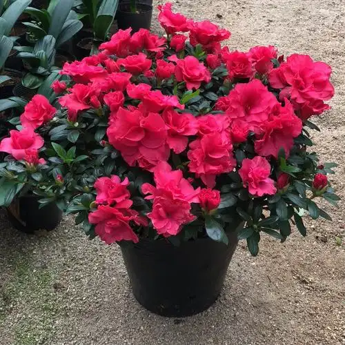 一折西洋杜鹃花_宝莲灯杜鹃花比利时西洋鹃四季开花犹如倒挂金钟庭院