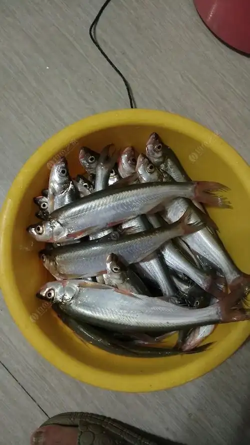 翘嘴清蒸很好吃