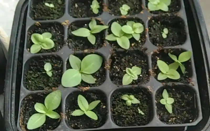 洋桔梗发芽记录.7_哔哩哔哩_bilibili