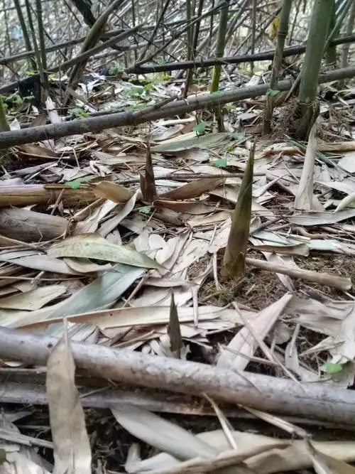 水竹笋 25~30cm 鲜笋