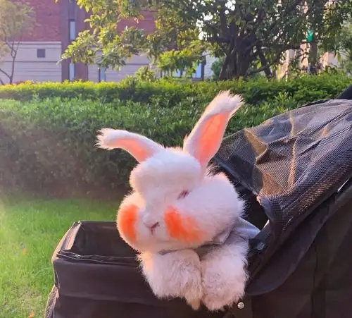 大家有兔子头像吗类似这样的