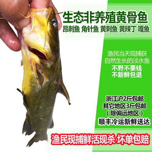淡水鱼鲜活现杀生态昂刺鱼角针鱼昂针鱼黄骨鱼黄辣丁嘎鱼500g营养